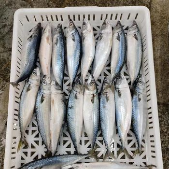 Bulk Frozen Atlantic Mackerel Fresh Healthy Fish Perfect for Hotels Restaurants and Supermarkets - PILOTEXPORT IMPORT AND EXPORT LTD - South Africa