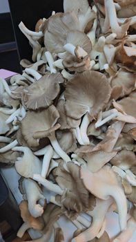 Oyster Mushroom - premierfreshcompany - Thailand