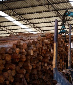 Species: Eucalyptus Grandis, Urograndis, Dunni and Saligna Grade AA Place of Origin Brazil Invoice Length 5 Meters Standard Length 5.2 Meters - BPW TIMBER LTD - Cameroon