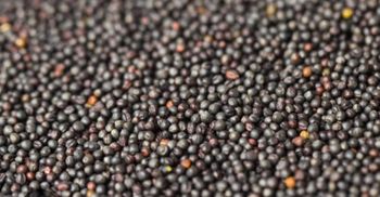 Canola seeds Oil Flavor Light Yield Performance High Oil Quality Rich And Golden Pest Resistance Naturally Resistant Disease Resistance Engineered For - Dabheria foods exporter pvt ltd  - India