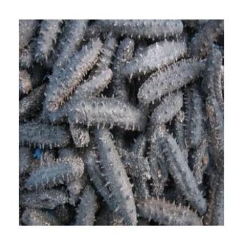 Cheap Wholesale Top Quality Dried Sea Cucumber (Seafood) In Bulk - SuMa Wasserbetten GmbH - Germany
