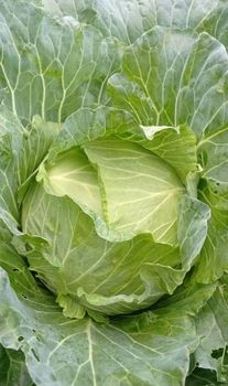 Premium Fresh Cabbage Grade A High Quality - PT. PRATAMA SUMBER SENTOSA - Indonesia