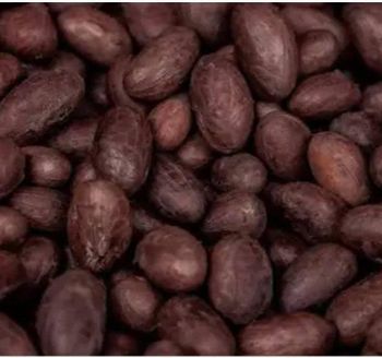 Dried Fermented Cocoa Beans from KIKOMA GLOBAL INVESTMENT LIMITED Dried Fermented Cocoa Beans - KIKOMA GLOBAL INVESTMENT LIMITED - Nigeria