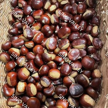 China Fresh Raw water Chestnut kernel Bulk | Premium Mount Tai Chestnut Supplier - SinoValley Agro Group Co., Ltd. - China