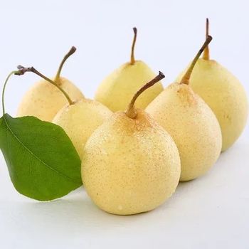 Hot selling Chinese fresh ya golden pear from Hebei Origin. Type Pear Style Fresh Content none Grade A Grade Weight (kg) - Jining Fangda Import And Export Corp. - China