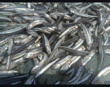 Dried Anchovy qeshm Intended Use Wholesale And Export Sourcing Location Qeshm Island, Iran Packaging Flexibility Flexible Packaging - driedfishqeshm - Iran