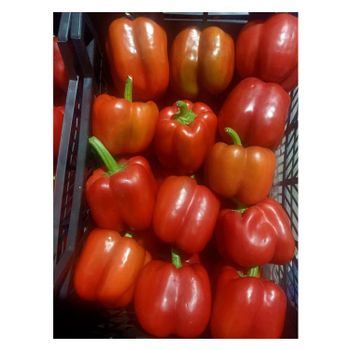 Best Selling High Quality Fresh Vegetables 100% Natural Product Egypt Fresh Capsicum for Wholesale Purchase - El farida for export - Egypt