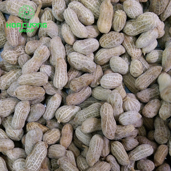 Frozen Steamed Peanut Place of Origin Viet - HOA CUONG AGRICULTURAL JSC  - Vietnam