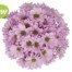 Product from ALCON FLOWERS S.A.S Product – product photo, Arisaema Flower Bulbs products found from trusted suppliers, wholesalers, manufacturers & exporters Listing