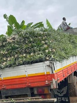 Fresh Pineapple - HASRAH ROOT TUBERS & VEGETABLES ENTERPRISE LTD - Ghana