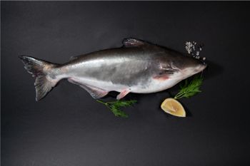 Pangasius Whole Fish - AGOFISH - Vietnam