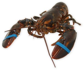 Competitive Price SPINY LOBSTER/ FROZEN RAW LOBSTER Export Standard - ventures - Canada