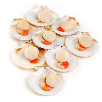 Wholesale Supplier Of Bulk Fresh Stock of Frozen Scallop Meat | Frozen Scallop Half Shells  -  CALIPSO POLSKA SP Z OO  - Poland