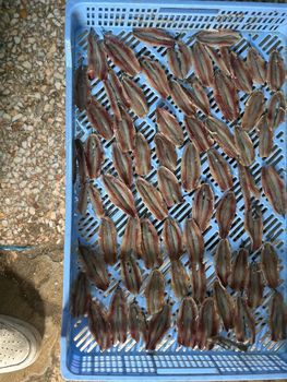Frozen ANCHOVY FILLET  Customization Design And Logo Of Customer's Choice Packaging Options Box Of 5 Kg Or 10 Kg, Sachet Of Chosen - GEL FISH - Morocco