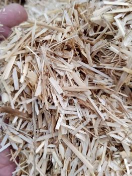 Livestock, Meat, Maize (Corn) / Corn Silage, Lucerne (Alfalfa), Wheat Bran, Wheat Straw, Rice Straw, Rice Husk, Sugar C from MIRZA FARMHOUSE Livestock, Meat, Maize (Corn) / Corn Silage, Lucerne (Alfalfa), Wheat Bran, Wheat Straw, Rice Straw, Rice Husk, Sugar C - MIRZA FARMHOUSE - Pakistan