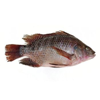 Frozen Seafood Tilapia for Sale/ Wholesale Frozen Tilapia Fillet Fish Available/buy Bulk Tilapia Fish - AK.BOLO MEDIK LTD - Thailand
