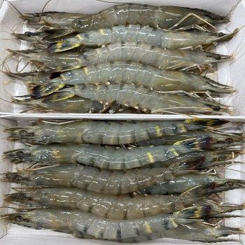 Wholesale Quality Frozen Black Tiger Shrimp BQF Process Raw Natural Seafood in Stock Ready to Ship - CPW TRADE LTD - United Kingdom