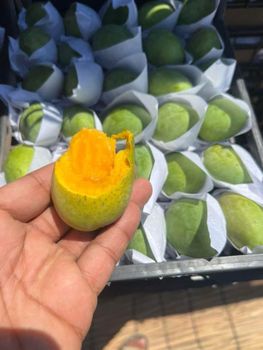 Mango Grade first Texture Fresh Color Vibrant Flavor Sweet With Rich Aroma Sourcing Method Direct From Farms Address Submit your request /+201055570553 - Global International  - Egypt