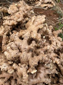 Fresh Ginger - GIFEX AGRO TANANZIA LIMITED - Tanzania