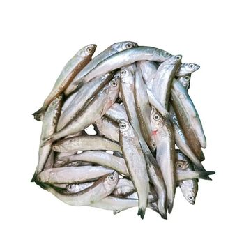 Premium Frozen Capelin Fish Whole for Export with Long Shelf Life Strong Packaging and Bulk Supply - PILOTEXPORT IMPORT AND EXPORT LTD - South Africa