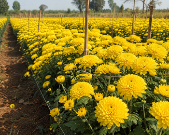 Chrysanthemum – Yellow from ZENTRO WORLD CONNECT Chrysanthemum – Yellow - ZENTRO WORLD CONNECT - India
