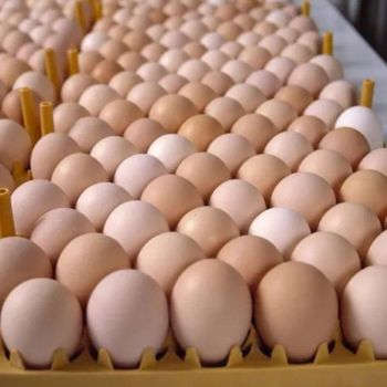 Fresh Chicken Eggs Farmed Eggs,Table Eggs - NUTRIDIET LDA - United Kingdom