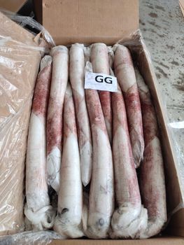 squid loligo vulgaris Grade 1 Brand Name ASMAK  - asmakfish - Mauritania