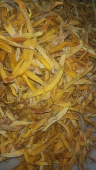 Mango slice Organic No Origin India Degree Of Maturity Mature Degree of Processing Dried - Unique food - India