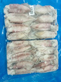 Squid - amigoseafood co - India