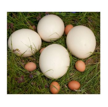 Ostrich Fertilized Eggs For Sale Shape eggs Type Ostrich eggs Fertility Rate High Max. Moisture (%) 5 Genetic Diversity Diverse -  CALIPSO POLSKA SP Z OO  - Poland