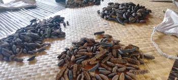 Dried sea cucumber - Marua sea Foods - Papua New Guinea