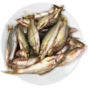 Frozen Tengra fish, frozen freshwater fish, Tengra catfish, frozen whole fish, Indian freshwater fish, from AMAZE SEAFOOD TRADE Frozen Tengra fish, frozen freshwater fish, Tengra catfish, frozen whole fish, Indian freshwater fish, – product photo, Frozen Red Fish products found from trusted suppliers, wholesalers, manufacturers & exporters Listing