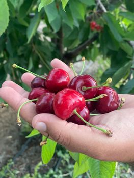 fresh cherry Texture Firm Color Vibrant Sweetness Exceptional Place of Origin Türkiye Certification BRC, Global GAP Packaging Details with reaspect to customer need - YILDIZ TRADE CO - Turkey
