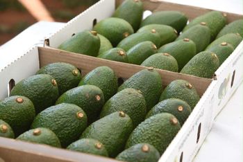 Avocado - KMSON - Ethiopia