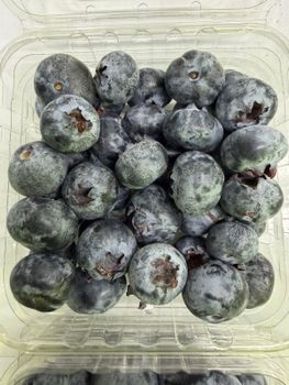 BLUEBERRIES FRESH Origin PERU Packaging 1.5 KG from PERUVIAN SACRED WOOD S.R.L. BLUEBERRIES FRESH Origin PERU Packaging 1.5 KG - PERUVIAN SACRED WOOD S.R.L. - Peru