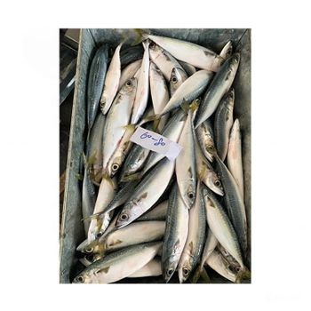 Frozen Atlantic Mackerel Fish Premium Whole Round Seafood Selection For Bulk Import Export And International Buyer Supply - TOSOH INTERNATIONAL - South Africa