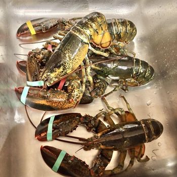 Authentic Live Canadian Lobster Cold Water Fresh Catch Exceptional Texture Delicious Seafood For Every Occasion - TRADECENTRIC LLC - United States