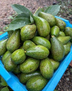 Premium Grade Hass Avocado-Global Gap Certified Fresh Style Green Skin 95% Mature – product photo, Top Quality Products