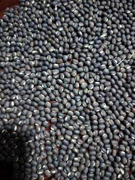 Black Mapte from Myanmar Type SQ & FAQ Packaging 25KG OR 50 KG Processing Type Sortexed Size As per buyer's - YES YES ARGO COMMODITIES TRADING COMPANY LTD - Myanmar