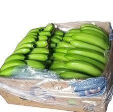 fresh bananas from GOLDEN STAR BV fresh bananas - GOLDEN STAR BV - South Africa