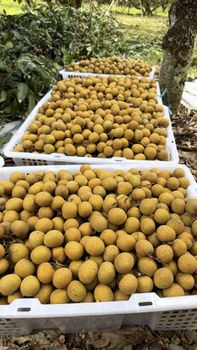 Dried Longan - Gold Northern Fruit 88 Co., Ltd. - Thailand