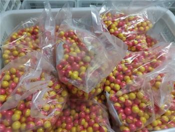 Wholesale Factory Direct Price Gun Shooting Paintball 0.68 Caliber Paint Balls Pellets Easy to Wash Water Solubility Paintballs - Hualiu Industrial Co., Ltd. - China