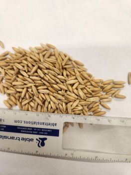 Oats - Entreprises Macay Inc. - Canada