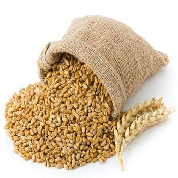 Premium Wheat Grains For Export - SAEBYGARD AVLSGARD A/S - Denmark