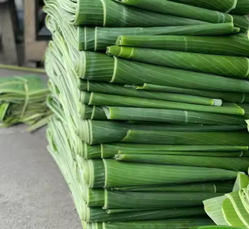 FRESH BANANA LEAF from Green Leaf Indonesia FRESH BANANA LEAF - Green Leaf Indonesia - Indonesia