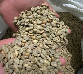 RARE Sumatera Robusta & Arabica beans - Specialty, Grade 1-4 Available – product photo, Robusta Beans products found from trusted suppliers, wholesalers, manufacturers & exporters Listing