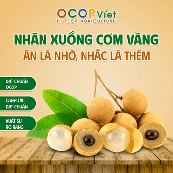 Nhãn Xuồng Cơm Vàng - Golden Flesh Boat Longan Brand Name OCOP Viet Place of Origin Vietnam Packaging Details - OCOP VIET COMPANY LIMITED - Vietnam