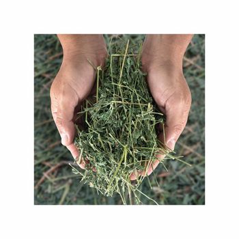 Wholesale lucerne hay fresh and green perfect for animal farming from BMU TRADING GMBH Wholesale lucerne hay fresh and green perfect for animal farming - BMU TRADING GMBH - Germany