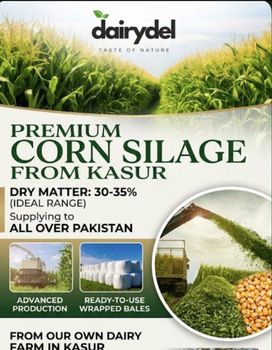 Corn Silage - DairyDel - Pakistan