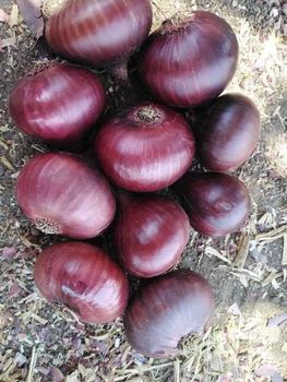 Onions - AL-SEDIK FOR FRUITS AND VEGETABLE EXPORT AND TRADING - Egypt